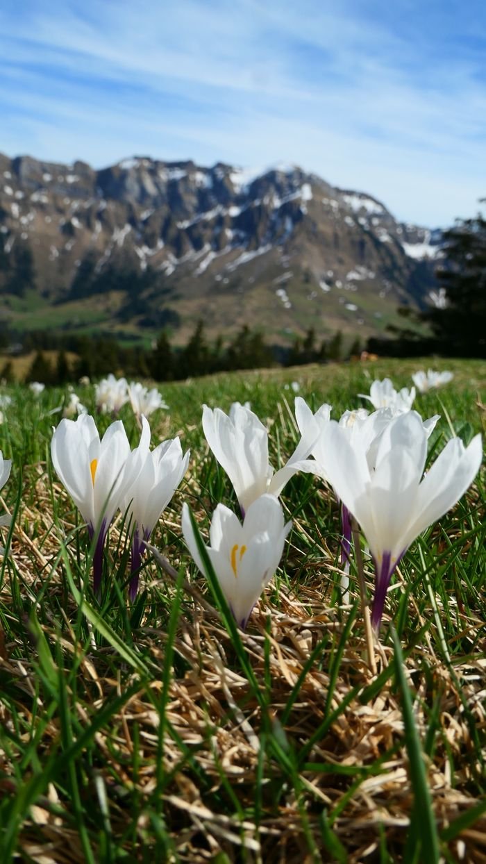 White crocus flowers bloom in spring with Swiss Alps in the background.